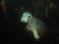   friendly face Grey seal posing camera amongst kelp. Taken Amulty Calf Man. Canon G10 Ikelite DS125 strobe. kelp Man strobe  